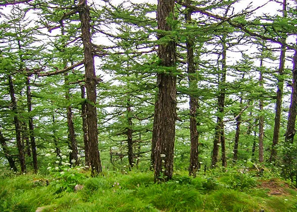 Forest along Jingxi Ancient Road