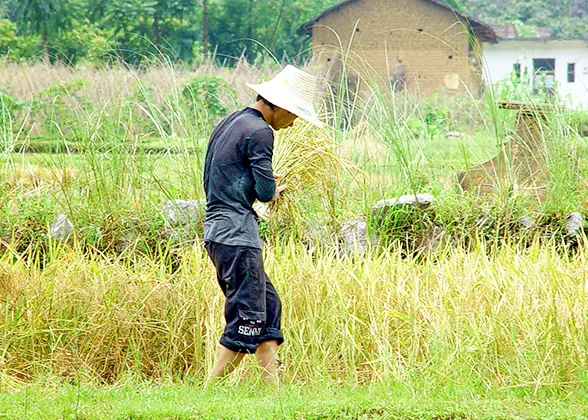 Rice Harvest Scene at Xingping Town