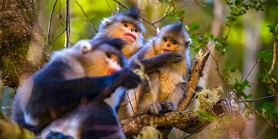 Golden Monkeys in Laojun Mountain