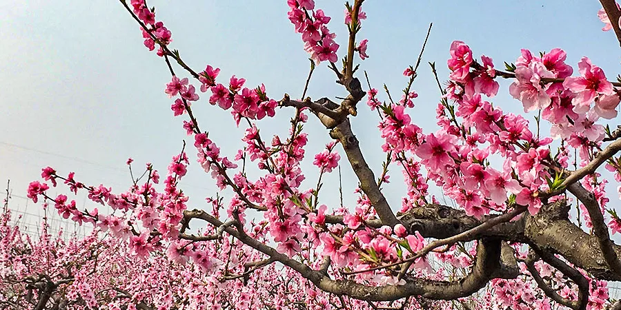 Early Peach Blossoms