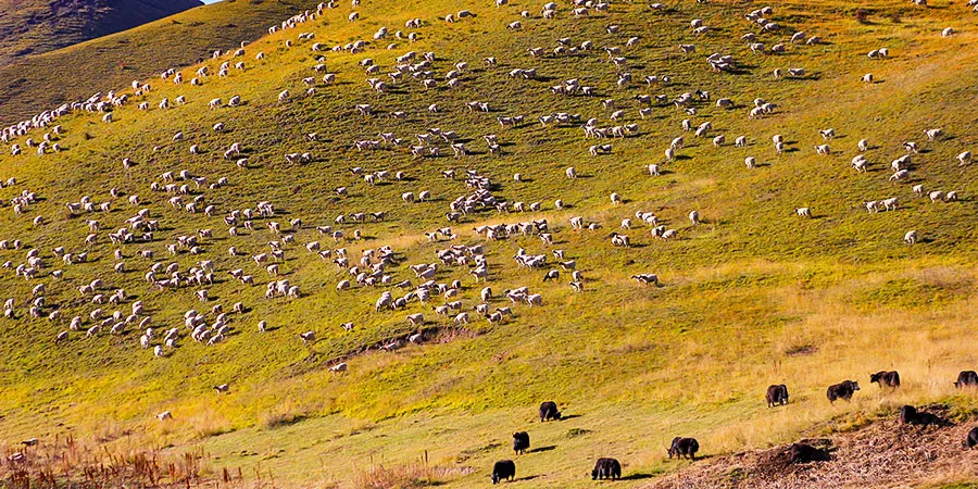 Wonderful Autumn View in Hohhot