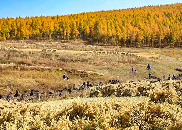 Autumn View of Xinjiang