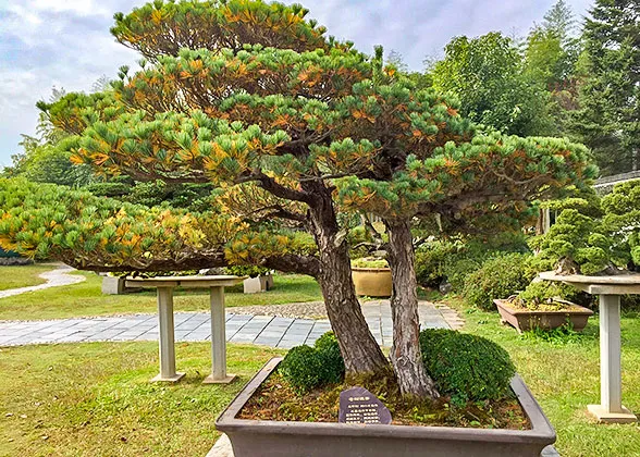 Potted Pine in Bao's Family Garden