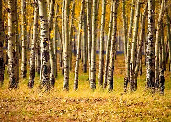 Beautiful Autumn of Xinjiang