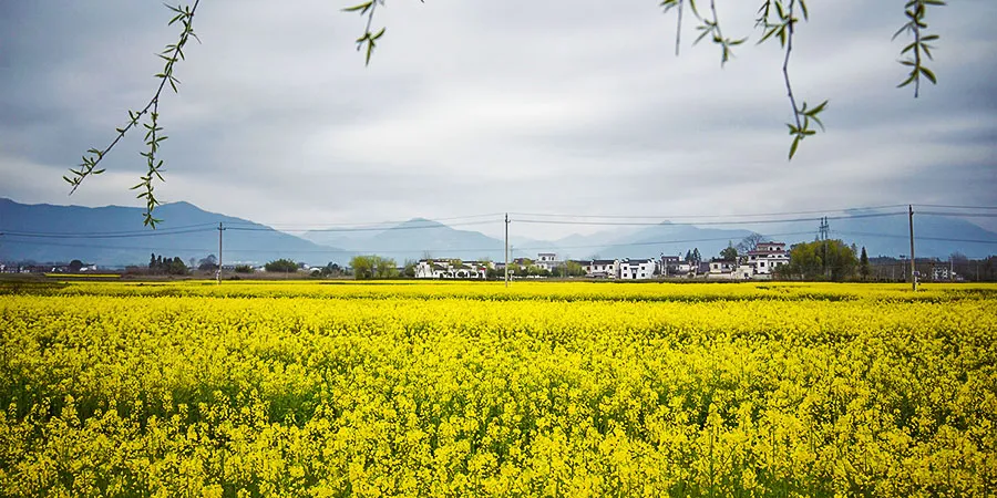 Blooming Rapeseed Flowers in March