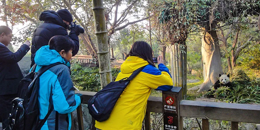 Chengdu Giant Panda Base