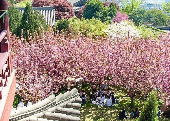 Blooming Cherry Blossoms in Xiamen in March