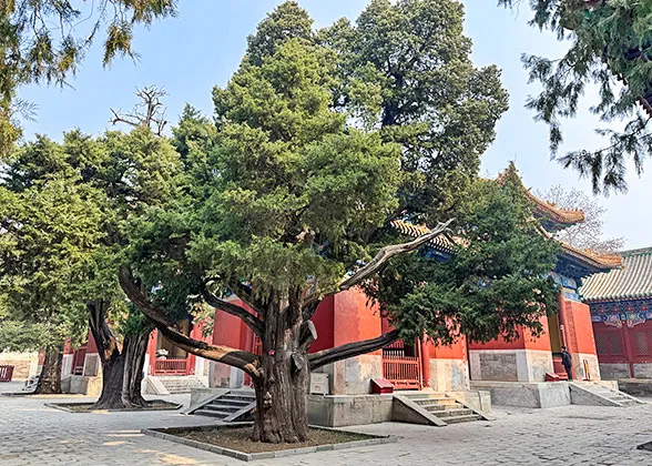 Chujian Bai (Touch Evil Cypress), Temple of Confucius, Beijing