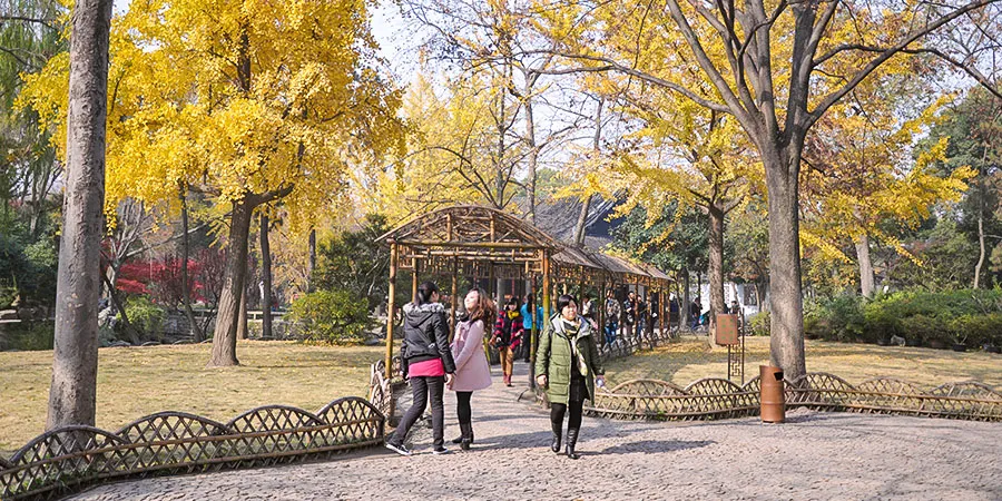 Yellow Ginkgo Leaves in October