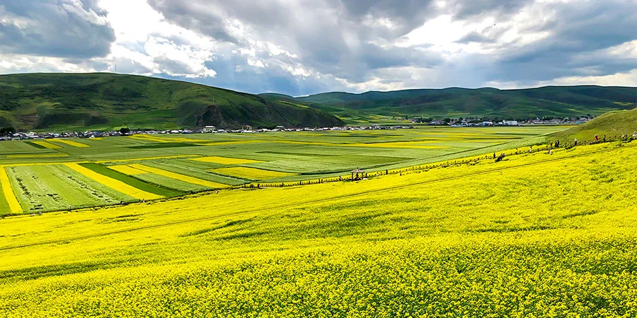 Rape Flower Field in Summer