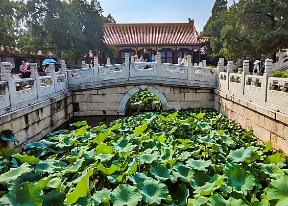 Pond in the Complex