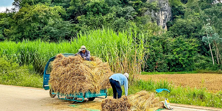 Farmers Harvesting Rice in Puzhehei, Wenshan 