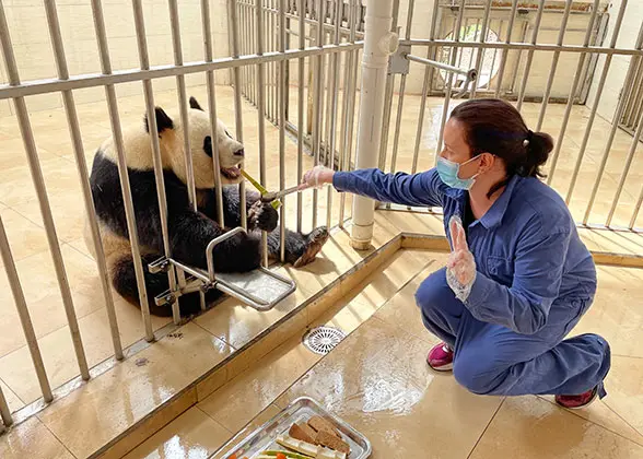 Feeding Pandas at Dujiangyan Panda Base