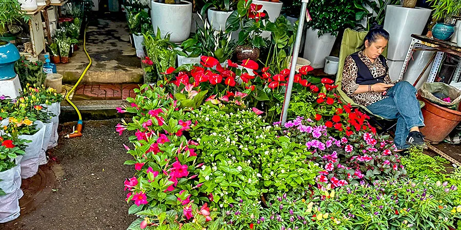 Flower Market in Panzhihua
