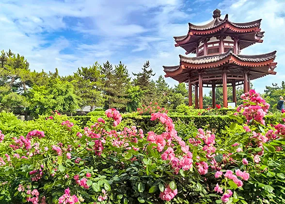 Beautiful Flowers in Xi'an in Spring