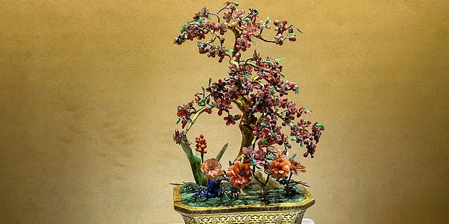 Ruby Plum Tree Bonsai