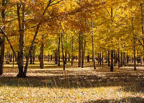 Golden Autumn of Xinjiang