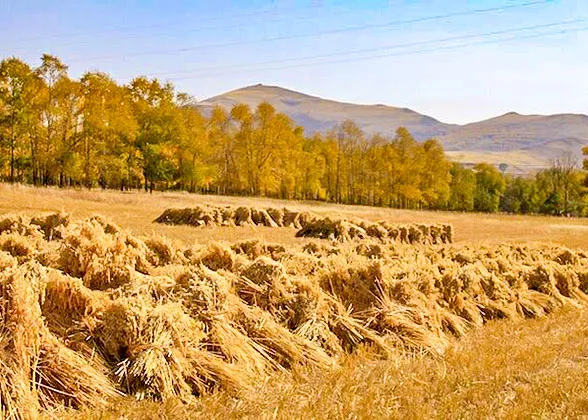 Golden Grassland in Autumn