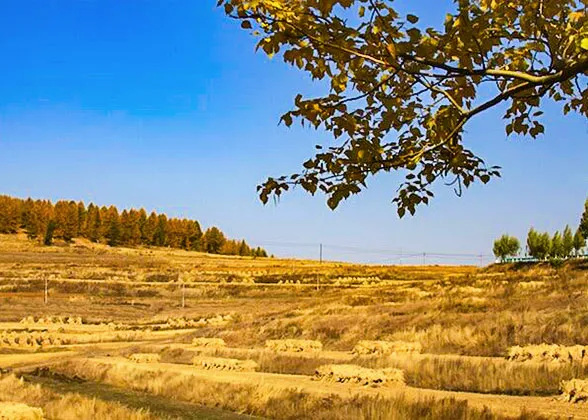 Golden Grasslands under Blue Sky