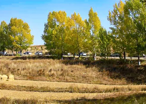 Golden Grasslands in Late September