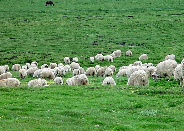 Grassland in Summer, Qinghai