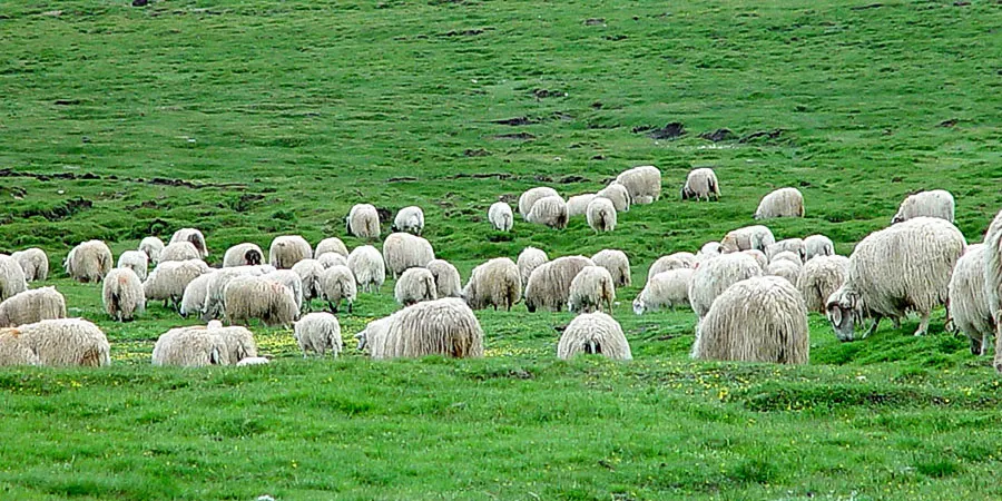 Grassland, Xining