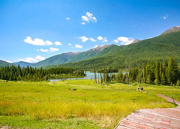 Green Grasslands in Early September
