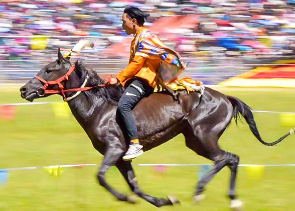Horse Racing in Hohhot