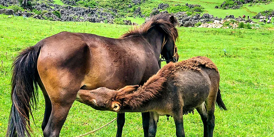 Horses in Bamei Village