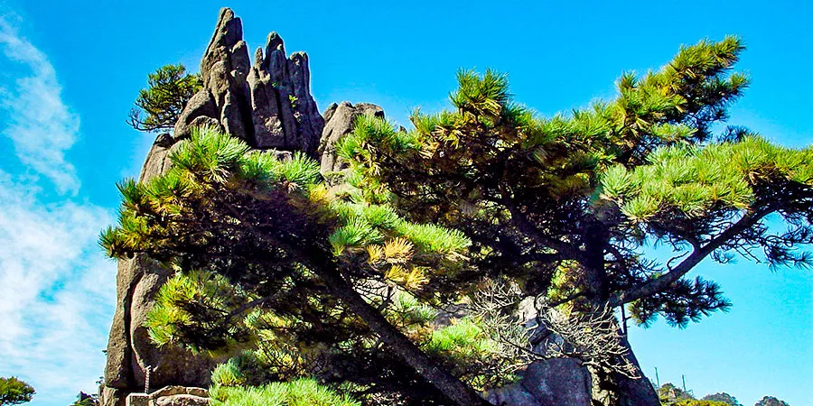 Pine Tree on Mt. Huangshan on Sunny Day