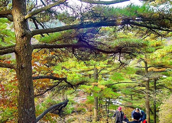 Evergreen Pine Tree on Huangshan Mountain