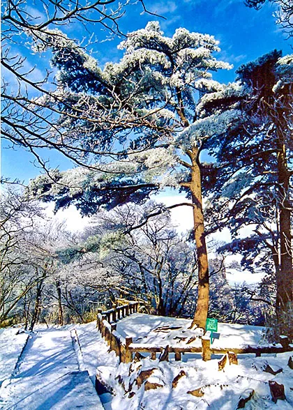 Snow Scenery of Huangshan Mountain