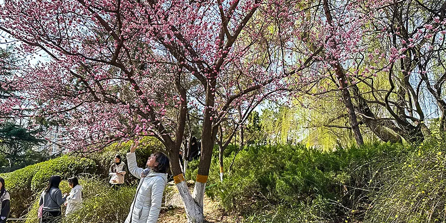 Cherry Blossoms at Five Springs Park in Lanzhou