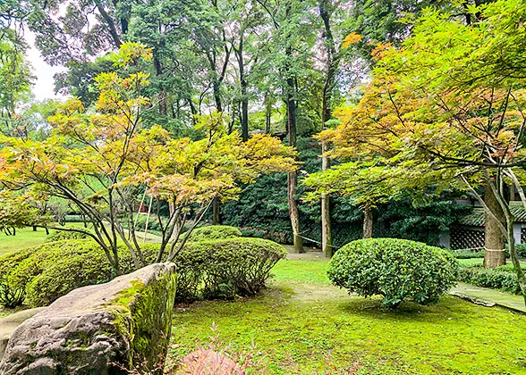 Leaves Turning Yellow