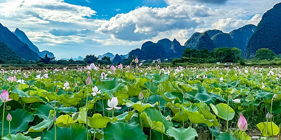 Lotus Flowers in Full Bloom in July