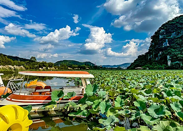 Lotus Leaves on Lakes