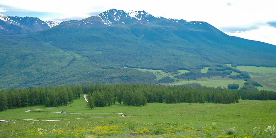 Lush Green Grassland