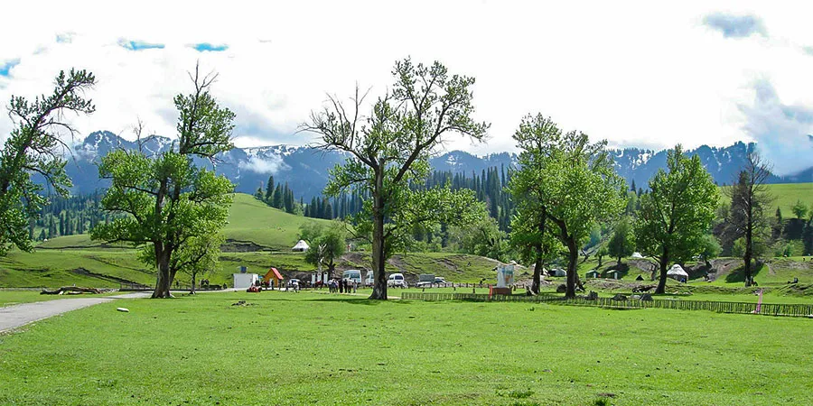 Pamir Plateau in Sunny August with Lush Grasslands