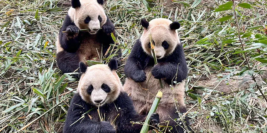 Pandas in Dujiangyan Panda Valley