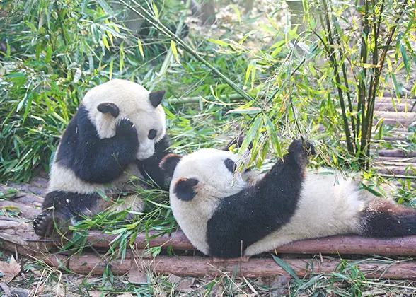 Pandas at Dujiangyan Panda Base