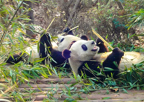Active Pandas