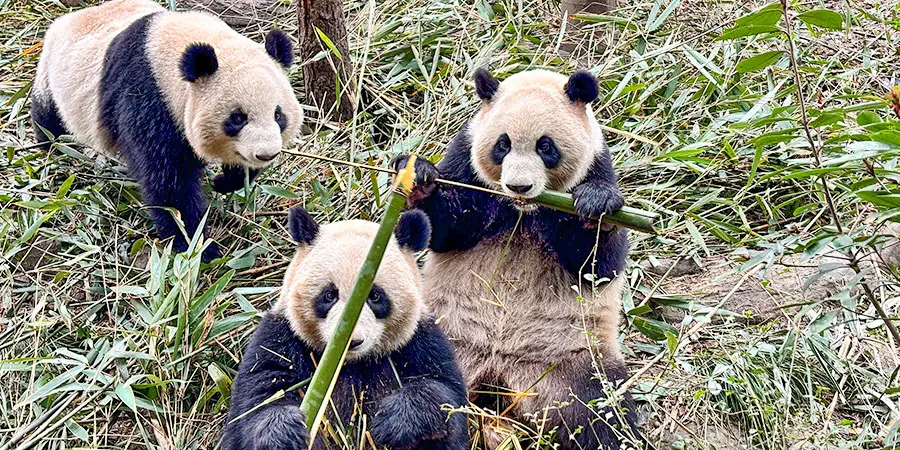Pandas Eating Bamboo at Dujiangyan Panda Base