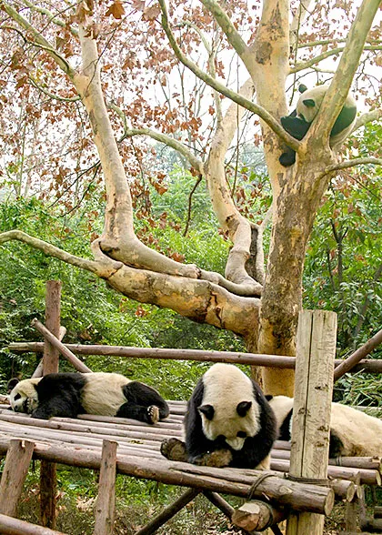 Pandas in Late Autumn