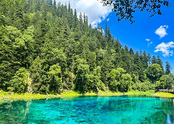 Primeval Forest Area