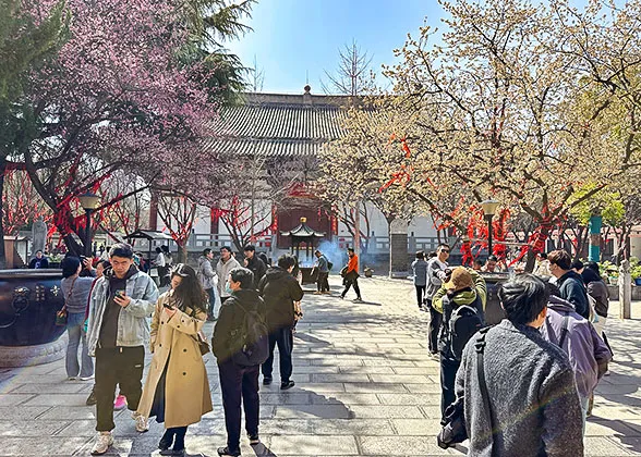 Cherry Blossoms in Qinglong Temple