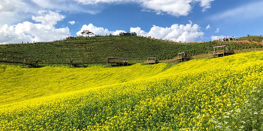 Rape Blossom Field, Qinghai Lake