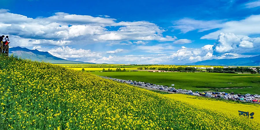 Vast Rape Flower Field in Xiamen in Spring