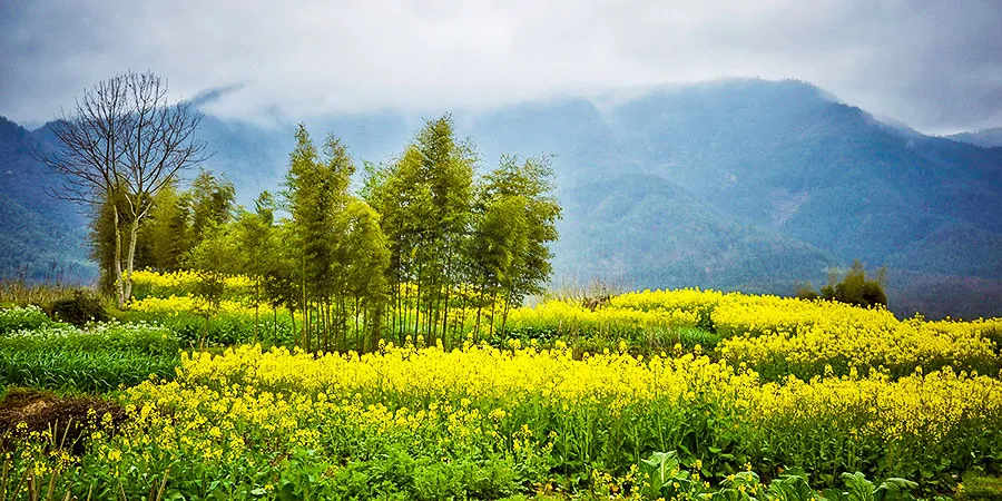 Rapeseed Flowers in Huangshan's Spring