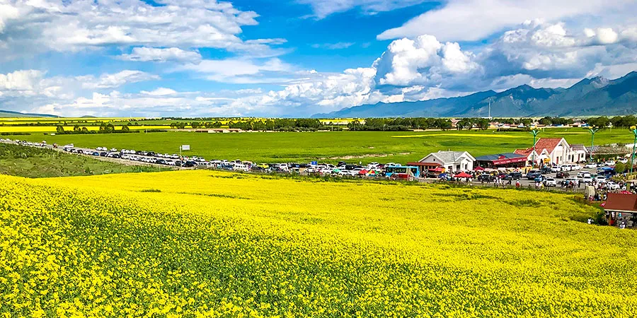 Golden Rapeseed Flowers in Libo