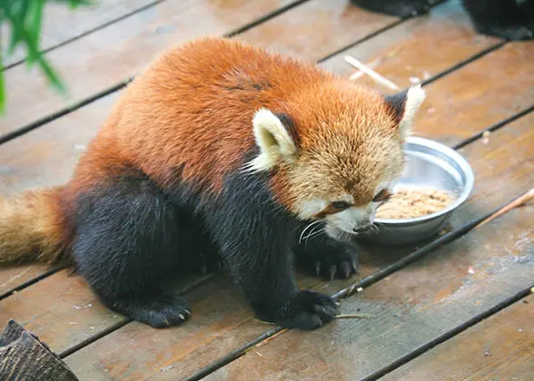 Red Panda in Chengdu Breeding and Research Center